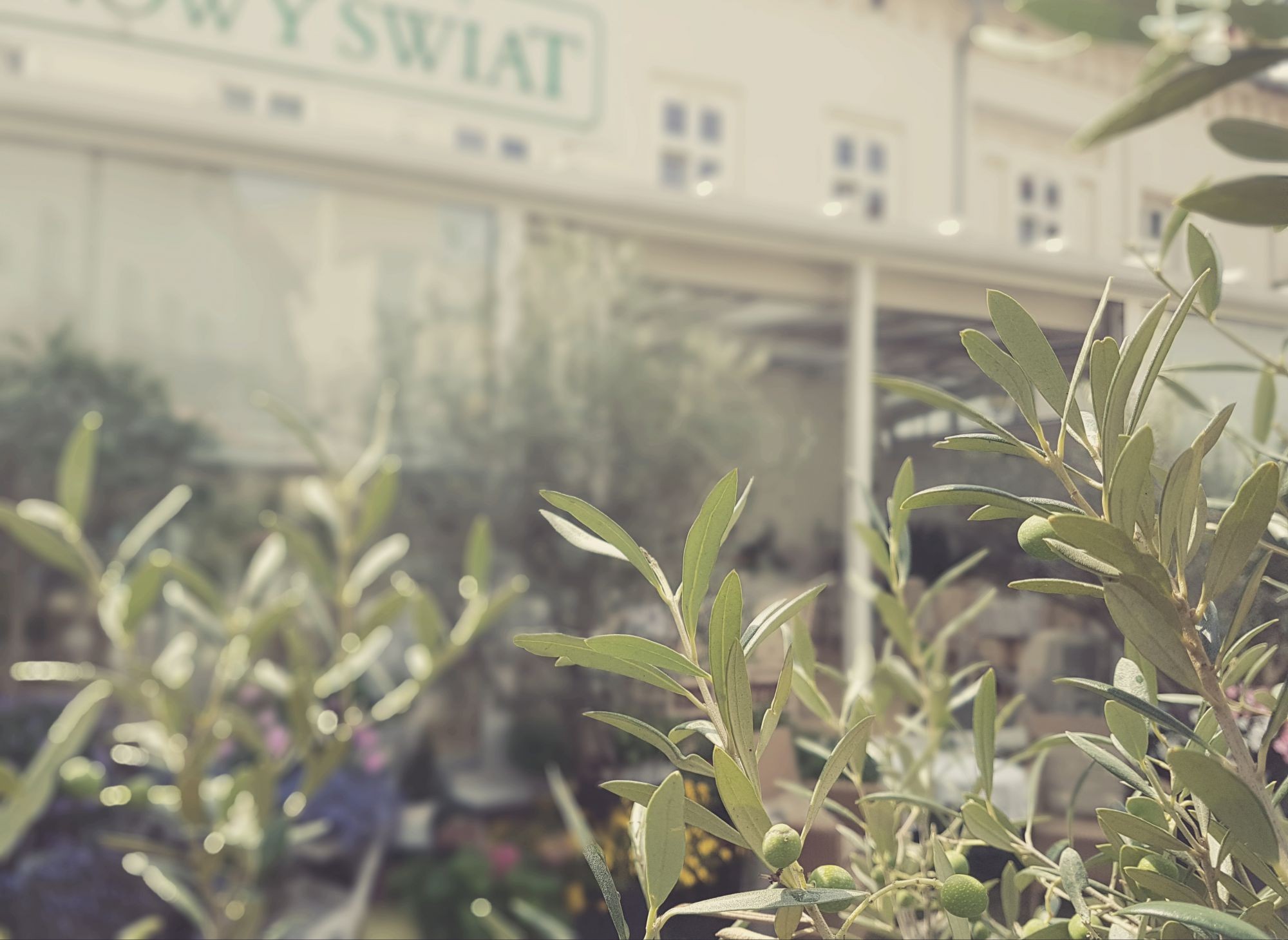 letniego ogrodu Restauracja Nowy Świat – miejsce pełne spokoju i natury Letni ogród Restauracji Nowy Świat