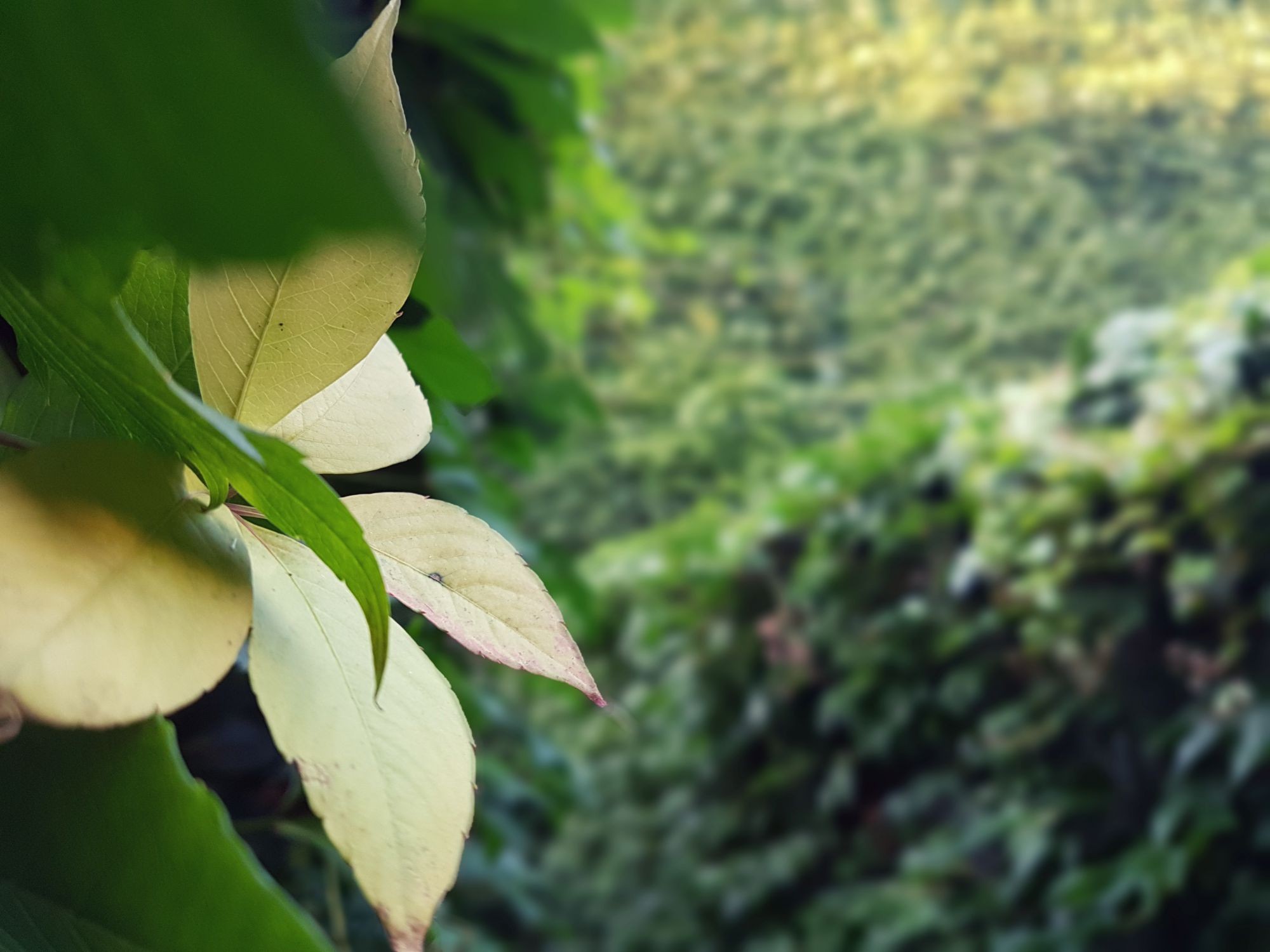 esienne smaki i barwy w Nowym Świecie Jesienne opowieści w Nowym Świecie