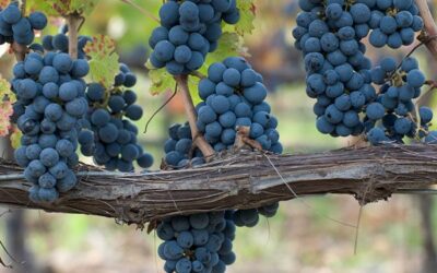 WINA NOWEGO ŚWIATA. ZAPACH ORIENTU.