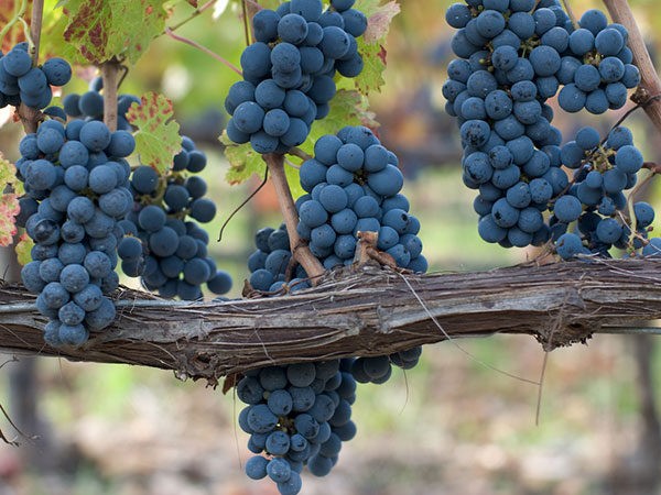 Wina świata wina świata dostępne w restauracji Nowy Świat