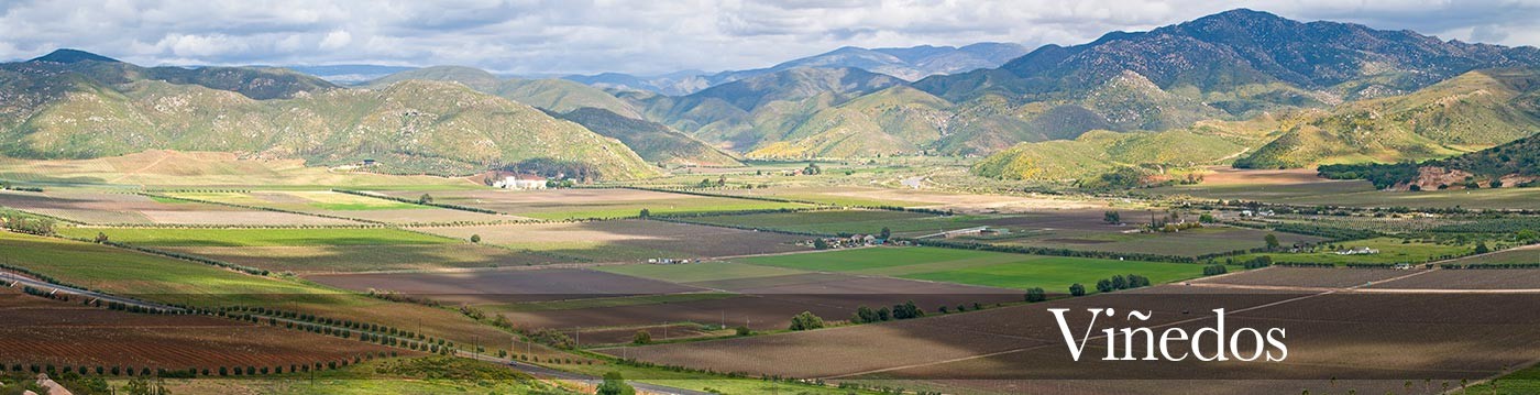 meksykańska włoskość wina Wina dostępne w Nowym Świecie